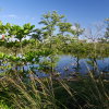 Honduras