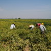 Myanmar