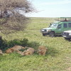 Serengeti