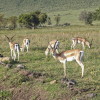 Serengeti