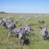 Serengeti